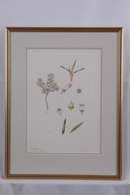 Drawing, Collin Elwyn Woolcock, Lissanthe Strigosa (Peach Heath), 1973