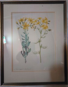 Drawing - Drawing, Botanical, Senecio Magnificus (Tall Yellow-Top / Showy Groundsel). Senecia Lautus (Variable Groundsel), n.d