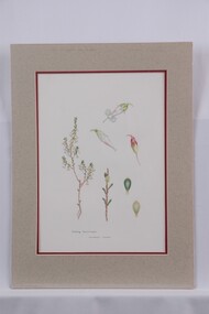 Drawing, Collin Elwyn Woolcock, Leucopogon woodsii (Nodding Beard-heath), 1982