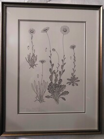 Drawing, Collin Elwyn Woolcock, Brachycome radicans (Marsh Daisy)/Brachycome scapigera (Tufted Daisy)/Brachycome diversifolia (Tall Daisy)/Brachycome tenuiscapa (var. tenuiscapa) (Mountain Daisy), 1985