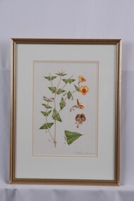 Drawing - Drawing, botanical, Collin Elwyn Woolcock, Platylobium triangulare (Ivy Flat-pea), 1970-1990