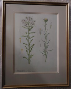 Drawing, Collin Elwyn Woolcock, Ixodia archilleoides (Ixodia). Myriocephalus stuartii (Poached-eggs Daisy), 1984