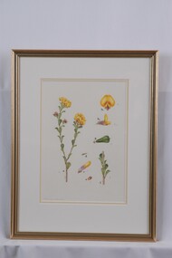 Drawing - Drawing, botanical, Collin Elwyn Woolcock, Pultenaea daphnoides (Large-leaf Bush-pea), 1970-1990