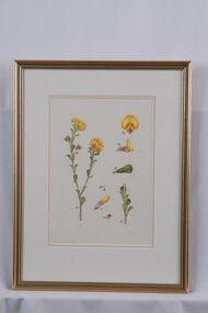 Drawing - Drawing, botanical, Collin Elwyn Woolcock, Pultenaea daphnoides (Large-leaf Bush-pea), 1970-1990
