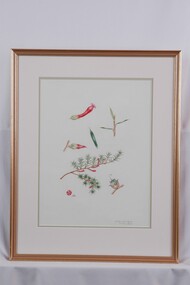 Drawing, Collin Elwyn Woolcock, Astroloma Humifusum (Cranberry Heath), 1982