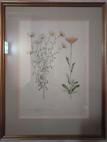 Drawing - Drawing, botanical, Collin Elwyn Woolcock, Helichrysum obtusifolium (Blunt Everlasting). Helichrysum dealbatum (Silver Everlasting), 1984