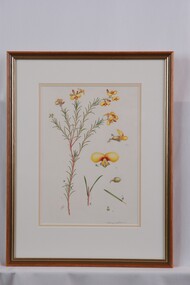 Drawing, Collin Elwyn Woolcock, Dillwynia glaberima (Smooth Parrot-pea), n.d