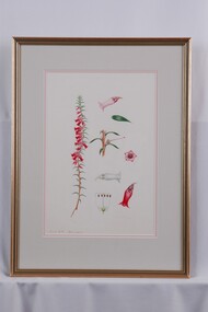 Drawing, Collin Elwyn Woolcock, Epacris Impressa (Common Heath), 1972