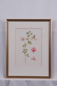 Drawing, Collin Elwyn Woolcock, Lotus australis (Australian trefoil), n.d