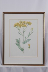 Drawing - Drawing, Botanical, Collin Elwyn Woolcock, Senecio Odoratus (Scented Groundsel), 1985