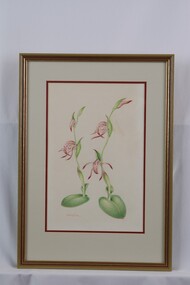 Drawing - Drawing, Botanical, Collin Elwyn Woolcock, Lyperanthus nigricans (Red Beak Orchid), 1972