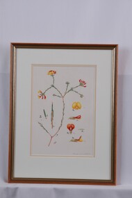 Drawing - Drawing, Botanical, Collin Elwyn Woolcock, Pultenaea subumbellata (Wiry Bush-Pea), n.d