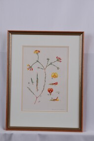 Drawing, Collin Elwyn Woolcock, Pultenaea subumbellata (Wiry Bush-Pea), n.d