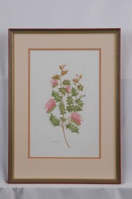 Drawing - Drawing, Botanical, Collin Elwyn Woolcock, Grevillea Aquifolium (Prickly Grevillea), n.d