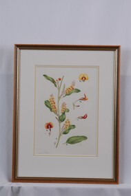 Drawing - Drawing, Botanical, Collin Elwyn Woolcock, Daviesia Latifolia (Hop Bitter-Pea), n.d