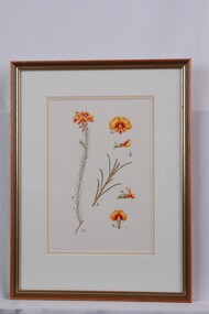 Drawing - Drawing, Botanical, Collin Elwyn Woolcock, Dillwynia Cinnerascens (Grey Parrot-Pea), n.d