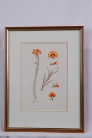 Drawing - Drawing, Botanical, Collin Elwyn Woolcock, Dillwynia Cinnerascens (Grey Parrot-Pea), n.d