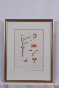 Drawing - Drawing, Botanical, Collin Elwyn Woolcock, Dillwynia hispida (Red Parrot-Pea), n.d