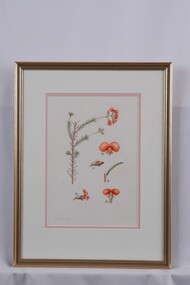 Drawing, Collin Elwyn Woolcock, Dillwynia hispida (Red Parrot-Pea), n.d