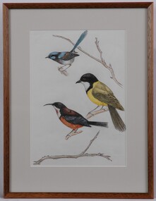 Drawing, Blue Wren. Golden Whistler. Eastern Spine-Bill, n.d