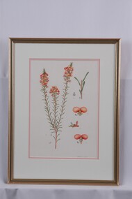 Drawing - Drawing, Botanical, Collin Elwyn Woolcock, Dillwynia Sericea (Showy Parrot-Pea), n.d