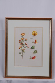 Drawing - Drawing, Botanical, Pultenaea Scabra (Rough Bush-Pea), n.d