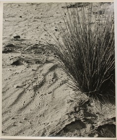 Photograph, Spinifex, n.d