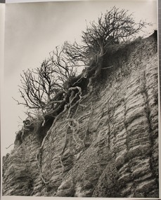 Photograph, Cliff with tree roots, n.d