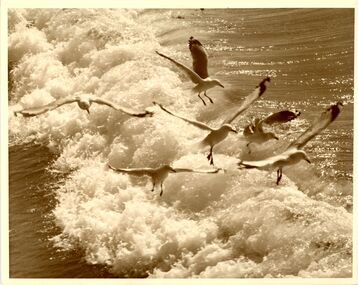 Photograph, Seagulls, n.d