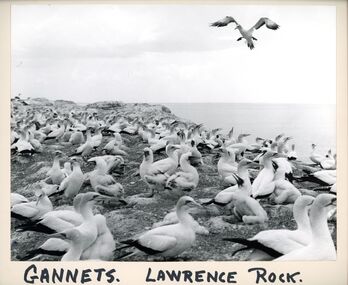 Photograph - Photographs, Gannets Lawrence Rock, n.d