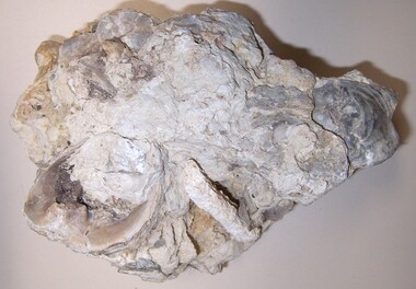 Animal specimen - Petrified whale bone, n.d