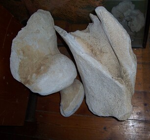 Animal specimen - Whale Bone, n.d