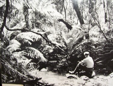 Photograph - Photograph - Fern Gully, n.d