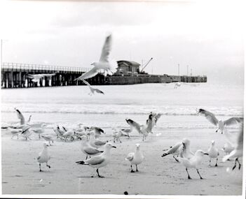 Photograph - Photograph - Railway Pier Portland, n.d