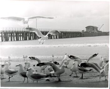 Photograph - Photograph - Railway Pier Portland, n.d