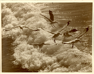 Photograph - Photograph - Seagulls, n.d