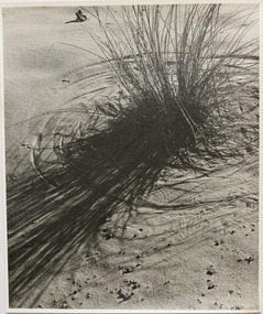Photograph - Photograph - Spinifex, n.d