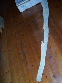 Animal specimen - Whale Bone, n.d