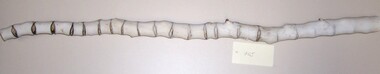 Geological specimen - Zebra Coral, n.d