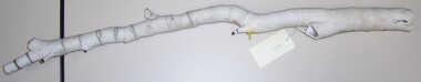 Plant specimen - Coral - Zebra type, n.d