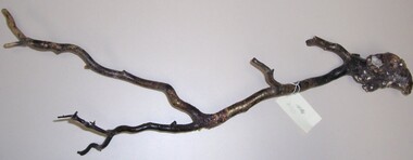 Plant specimen - Black Coral, n.d