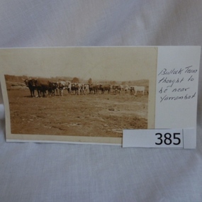 Photograph (Copy), Bullock Team near Yarrambat, 1899c