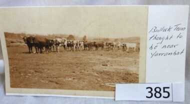 Photograph - Photograph (Copy), Bullock Team near Yarrambat, 1899c