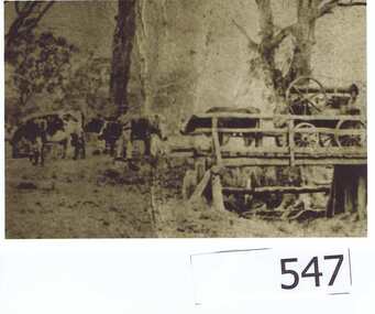 Photograph, Peter Ruston and bullock dray, 1860c