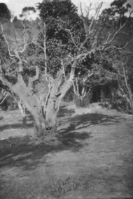 Photograph - Digital Image, Apple Tree: John Bosch, 1930c