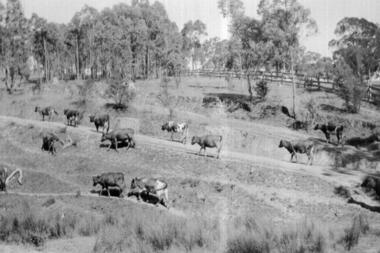Photograph - Digital image, Eltham farm, 1934, 1934_