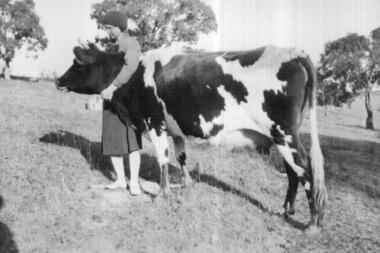 Photograph - Digital image, Myrtle McLaughlin with Cow 1934, 1934_