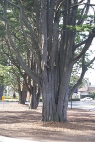 Photograph - Digital image, Jasmin Burge, Loyola Trees 2012, 19/06/2012