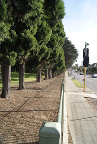 Photograph - Digital image, Jasmin Burge, Grimshaw Street trees 2012, 19/06/2012
