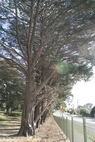 Photograph - Digital image, Jasmin Burge, Trees, Loyola 2012, 19/06/2012
